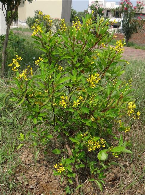  Plant